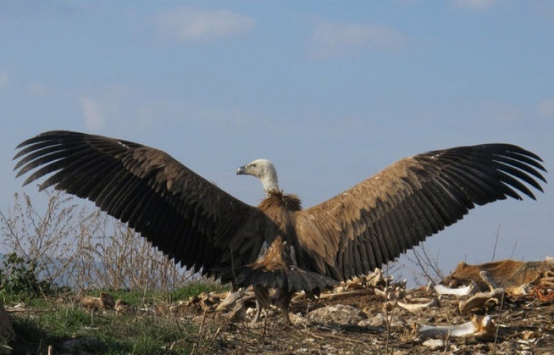 <span style='color:#780948'>ARCHIVED</span> - Livestock carcass feasts to be supplied to the flourishing vulture population of Murcia