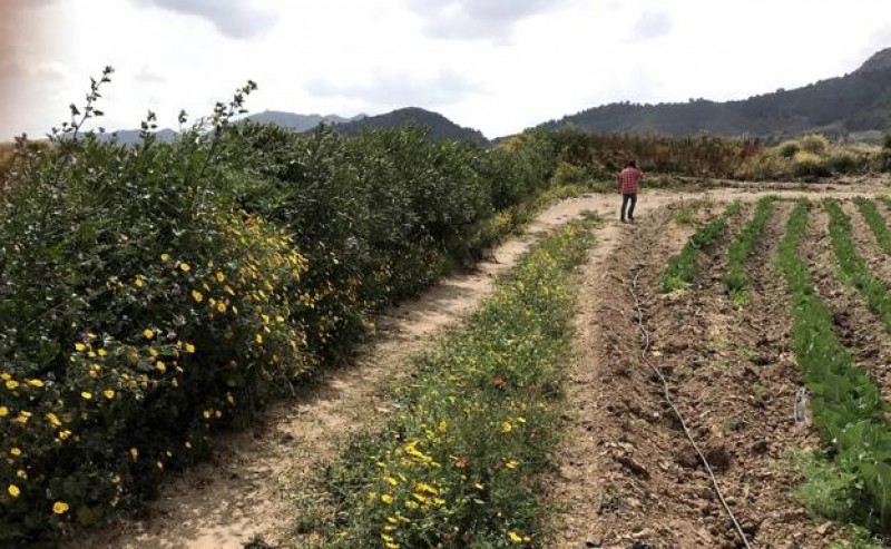 <span style='color:#780948'>ARCHIVED</span> - Hedgerow research continues as measures are sought to reduce flooding and protect the Mar Menor