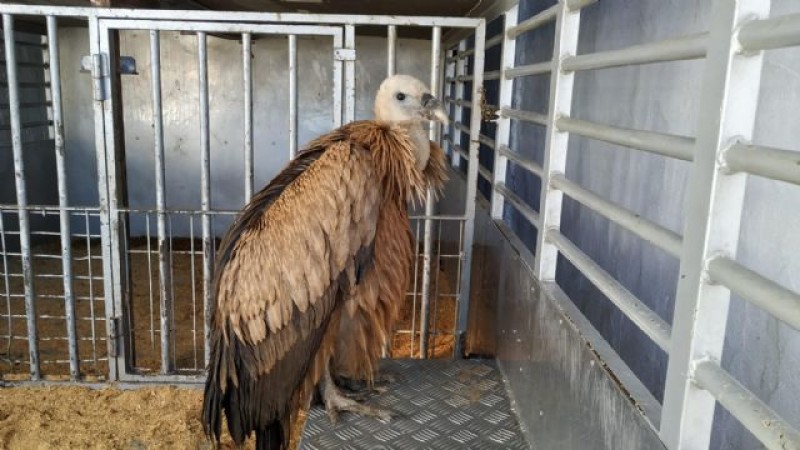 <span style='color:#780948'>ARCHIVED</span> - Disorientated Griffon vulture rescued by Puerto Lumbreras police