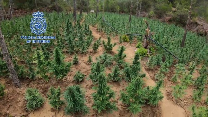 <span style='color:#780948'>ARCHIVED</span> - Massive Colombian-style marijuana plantation found in the forests of Aragón