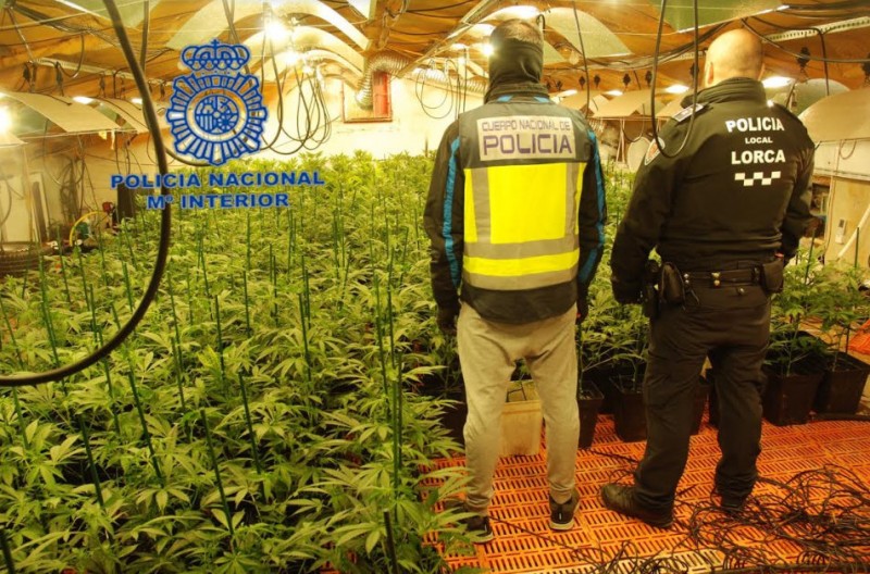 <span style='color:#780948'>ARCHIVED</span> - 1,000 marijuana plants confiscated from hydroponic plantation in Lorca warehouse