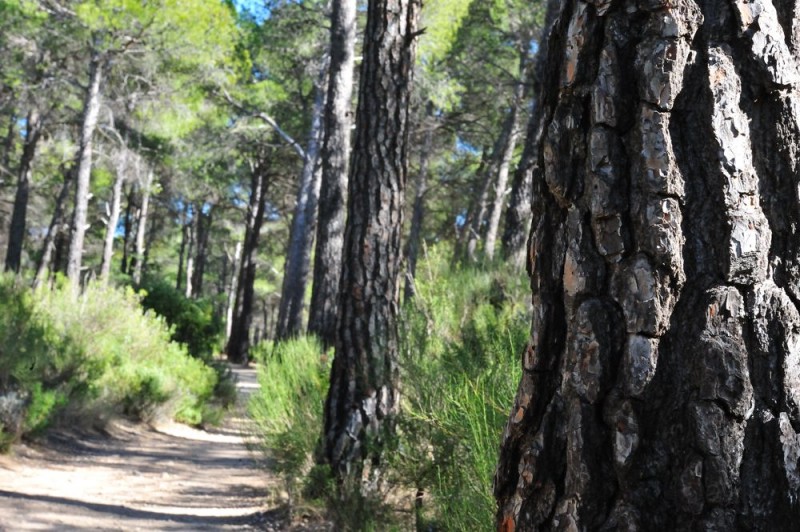 The Ricardo Codorníu walking route in the Sierra Espuña 2.2km