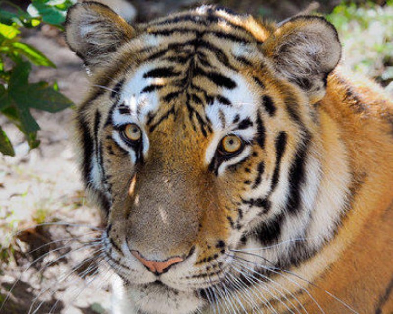 <span style='color:#780948'>ARCHIVED</span> - Tiger tests positive for coronavirus