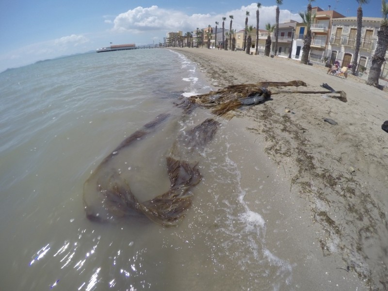 <span style='color:#780948'>ARCHIVED</span> - Los Alcázares council hoping to open red flag beaches soon