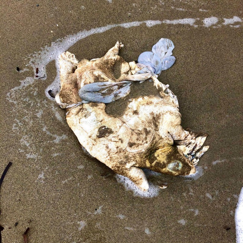<span style='color:#780948'>ARCHIVED</span> - The price of plastic; dead turtle washes up on La Manga beach