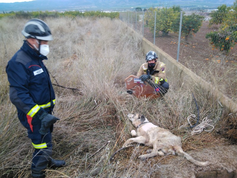 <span style='color:#780948'>ARCHIVED</span> - Firemen pull trapped dog out of a well in Librilla