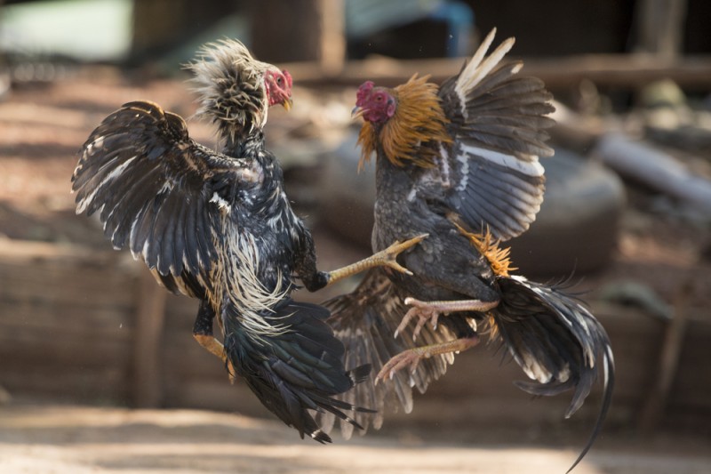 <span style='color:#780948'>ARCHIVED</span> - Police in Cartagena put an end to illegal cockfights at animal feed shop in Molinos Marfagones