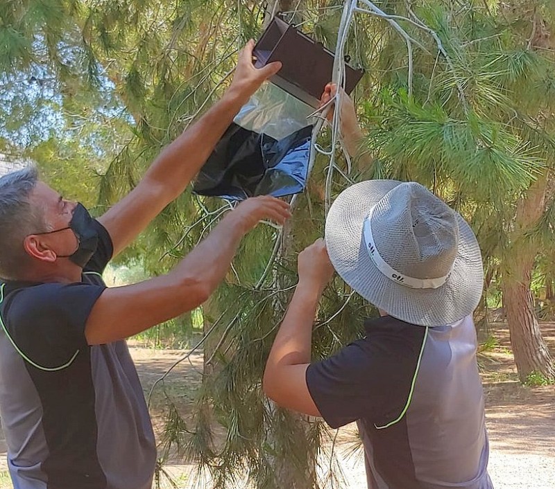 <span style='color:#780948'>ARCHIVED</span> - Traps to tackle pine processionary moths in Orihuela pine forests