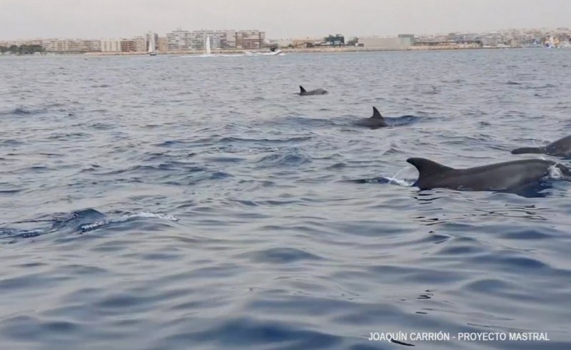 <span style='color:#780948'>ARCHIVED</span> - Dolphins at play in Torrevieja bay