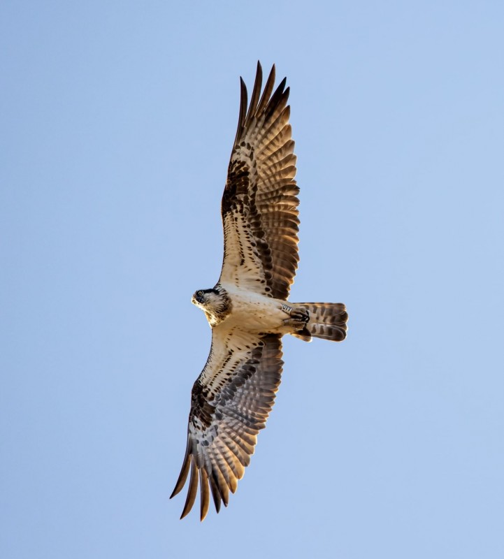 <span style='color:#780948'>ARCHIVED</span> - 20 rare osprey chicks to be released in Alicante Natural Parks