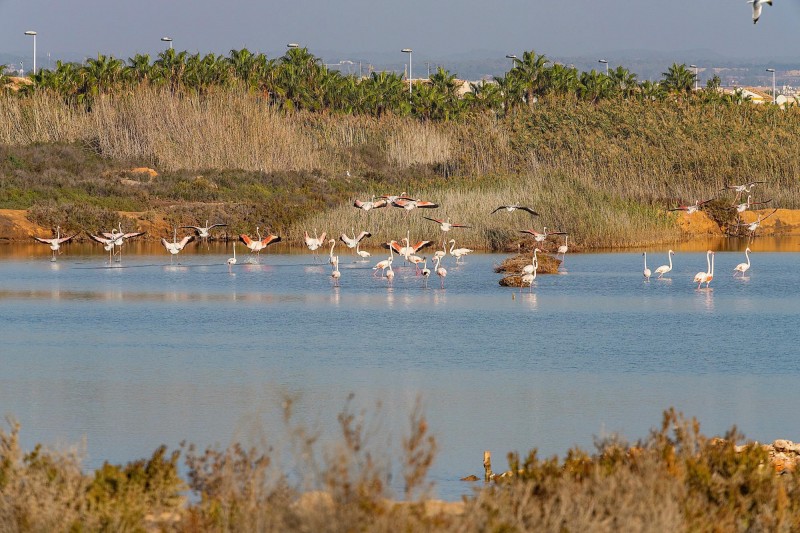 <span style='color:#780948'>ARCHIVED</span> - Volunteering activities for World Wetlands Day in San Pedro del Pinatar: January 29