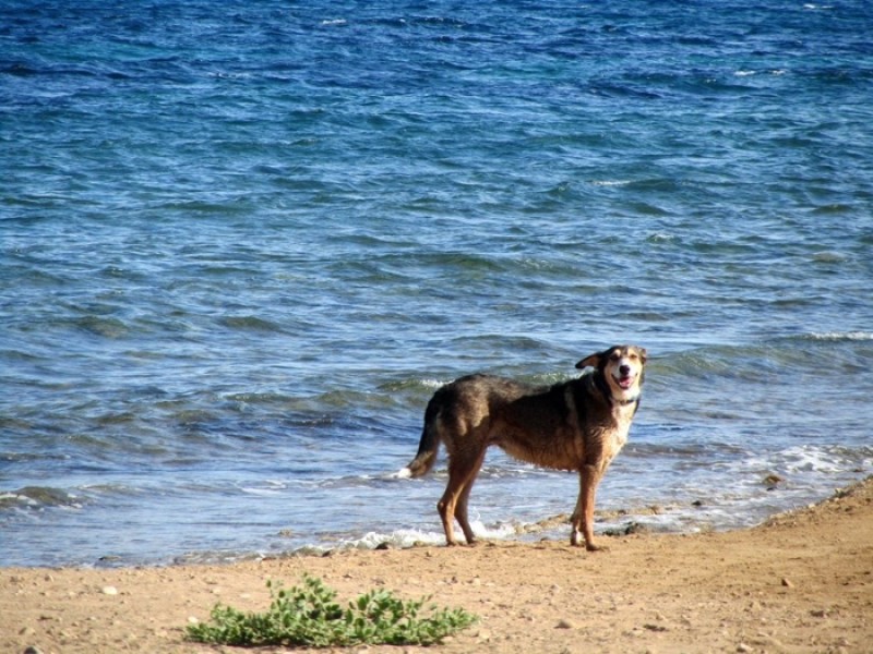 The 6 best dog friendly beaches in the Region of Murcia 2023