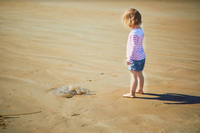 <span style='color:#780948'>ARCHIVED</span> - No jellyfish nets on Los Alcazares beaches this summer