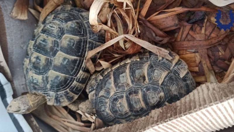 <span style='color:#780948'>ARCHIVED</span> - Tiny endangered Moorish turtles found in a Murcia hamlet are given a fighting chance at a recovery centre