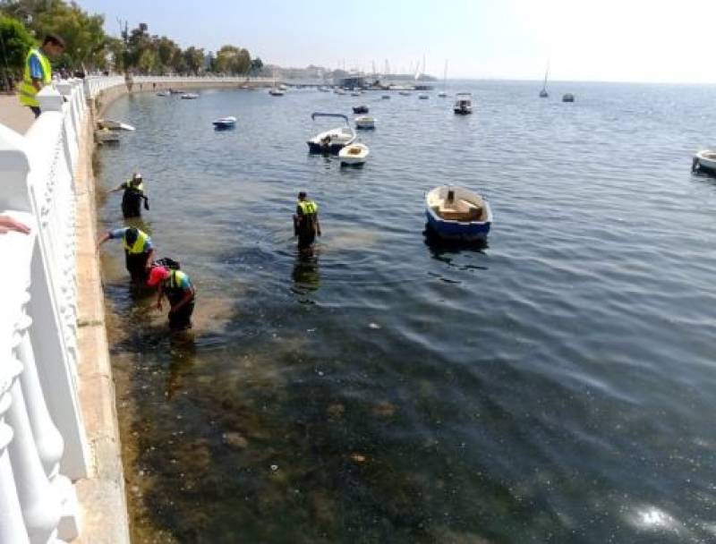 <span style='color:#780948'>ARCHIVED</span> - 5 kilos of dead fish wash up on Mar Menor shore