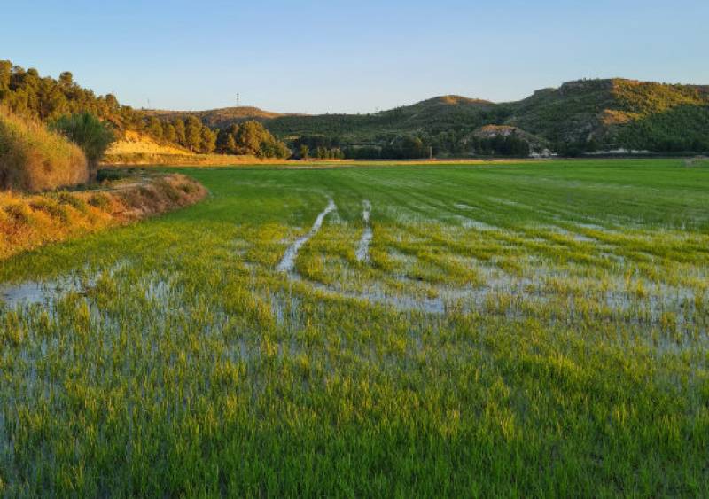 The rice fields of Calasparra, a unique day out in the Region of Murcia!