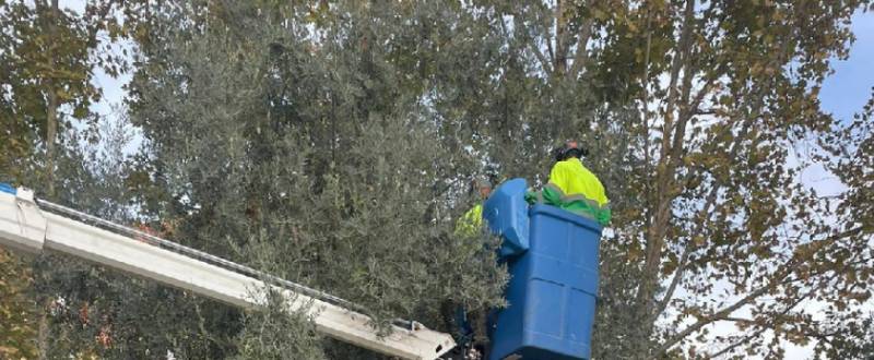 <span style='color:#780948'>ARCHIVED</span> - Lorca harvests olives to distribute oil to groups in need