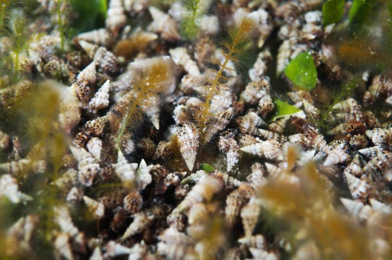 <span style='color:#780948'>ARCHIVED</span> - Millions of sea snails invade the Mar Menor