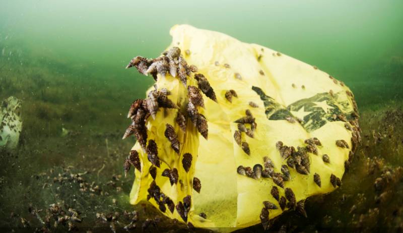 <span style='color:#780948'>ARCHIVED</span> - Millions of sea snails invade the Mar Menor