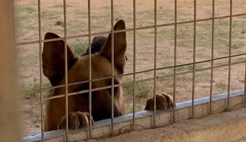 Support the Christmas fundraiser for Los Infiernos animal shelter