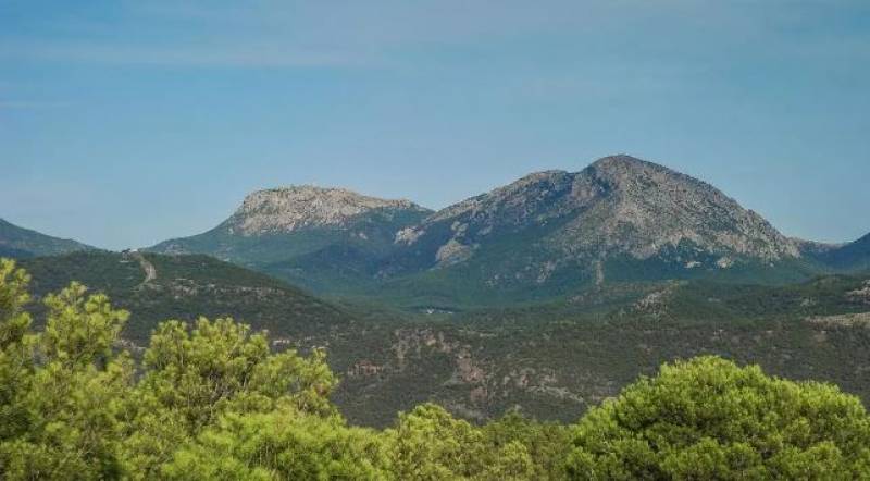 Drought decimates almost a million Murcia trees