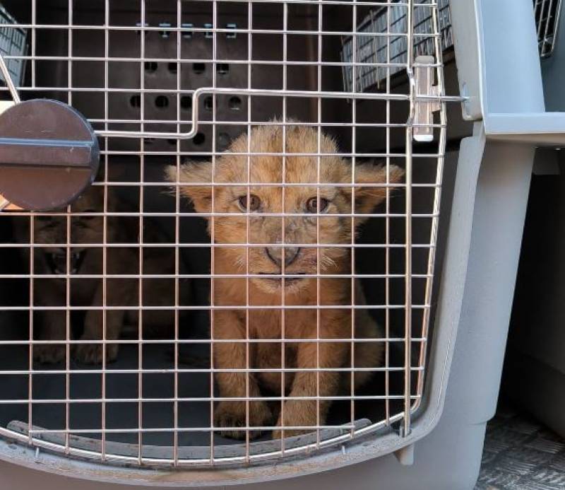 Lion cubs rescued from French circus find new home in Alicante