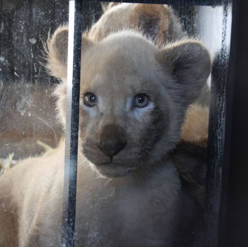 Lion cubs rescued from French circus find new home in Alicante