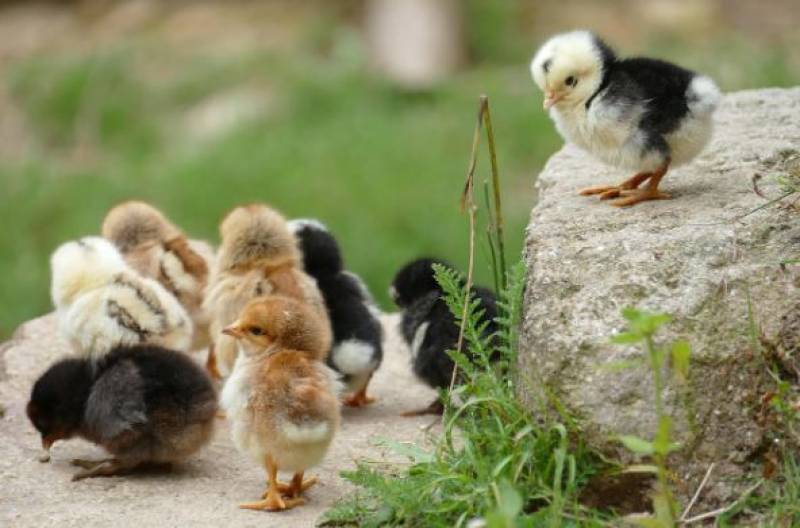 Bye bye birdie: Torrevieja takes action to relocate 700 free roaming chickens