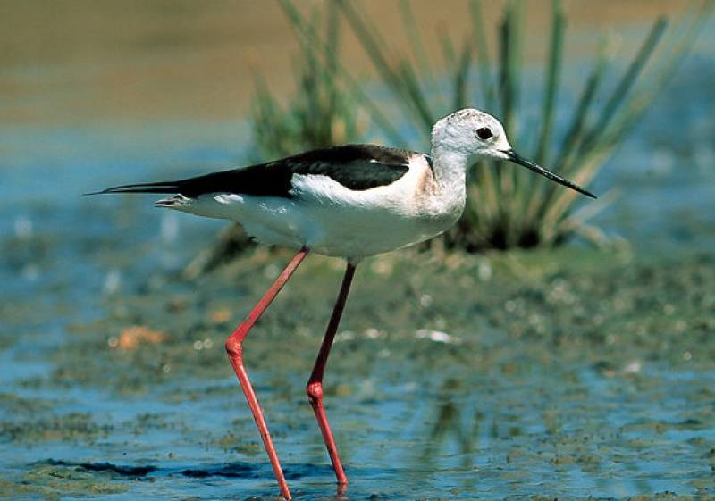 The wild beach and birdlife reserve of Playa de la Hita in Los Alcazares and San Javier