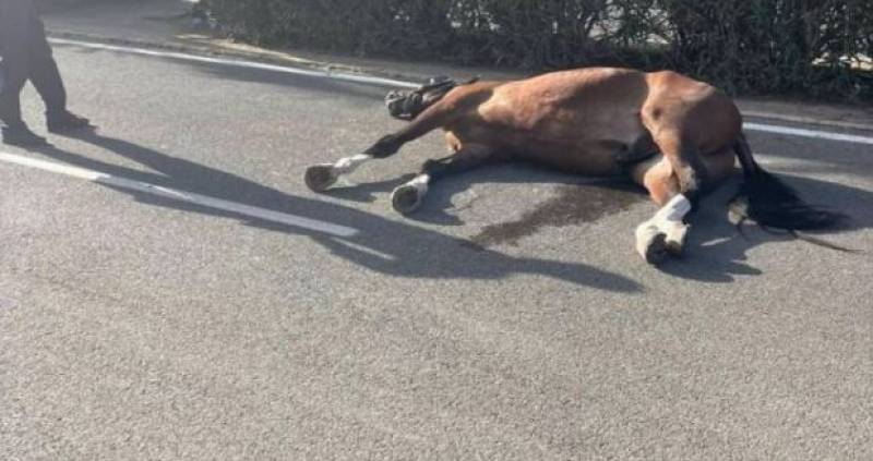 Marbella cracks down on horse-drawn carriages with new animal welfare law