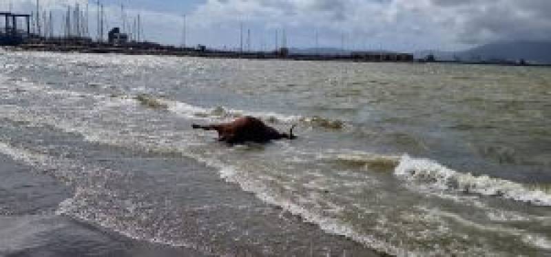 Cow's body found on Poniente beach in La Línea