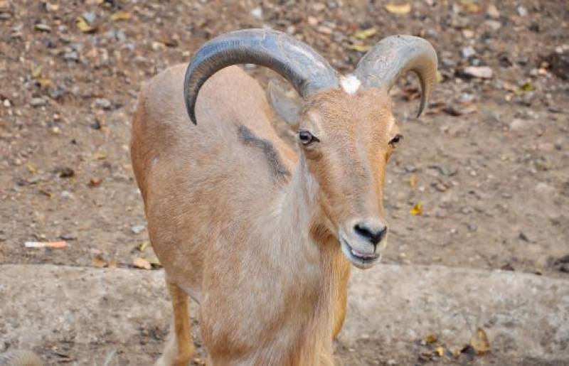 Electric fence and trained dogs to keep Barbary sheep out of Lorca Castle