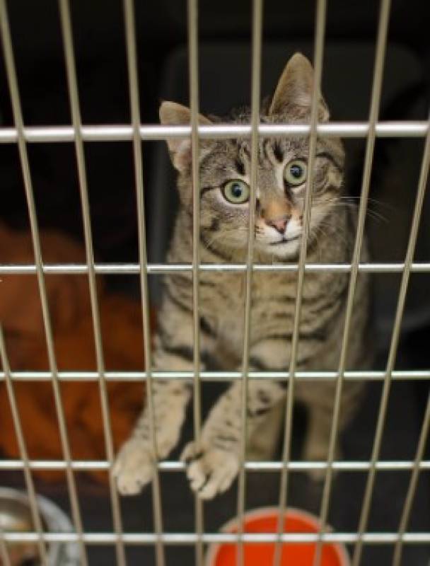 Spain's first official report on animal abandonment reveals what really happens to pets