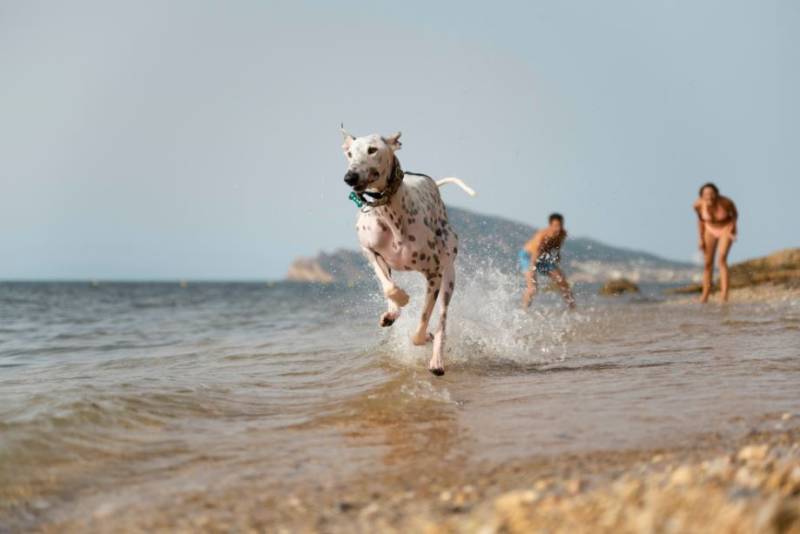 These are the Spanish beaches that welcome dogs this summer