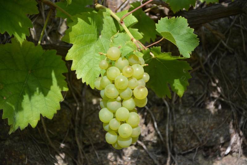 Mercadona set to buy over 11,000 tonnes of Murcia grapes in 2025