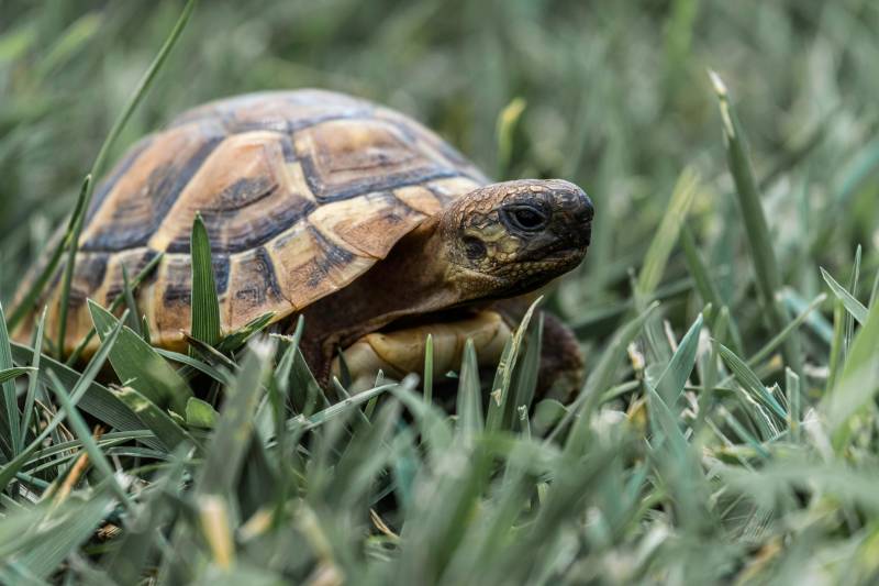 Moorish tortoise plan raises big questions for farmers in Murcia
