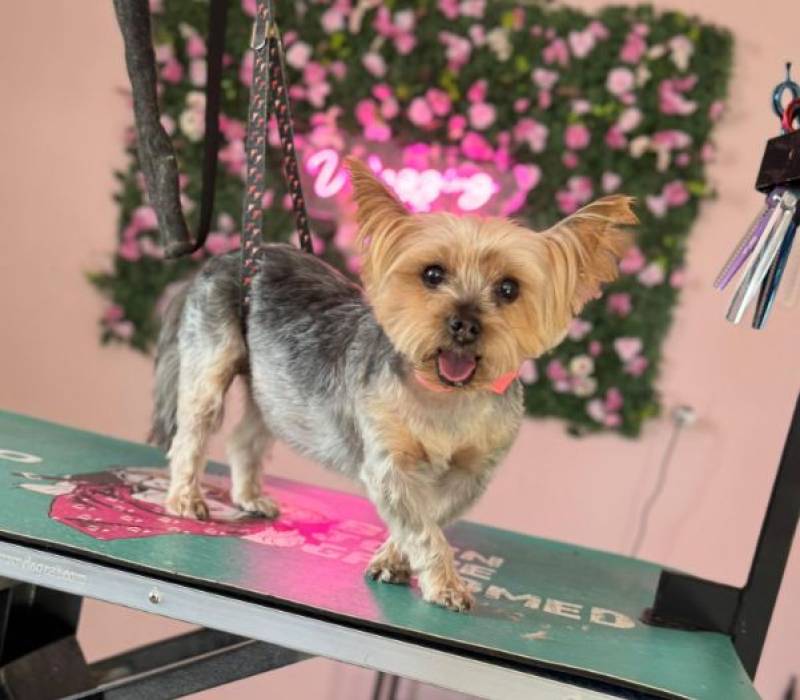 Barking up the right tree: Dog and pet care businesses are booming in Camposol