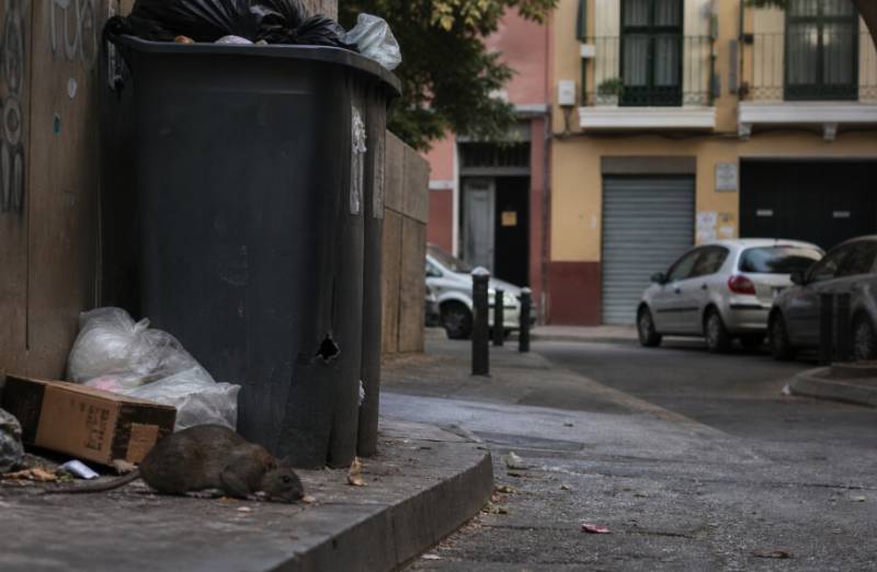 'Superrats' resistant to poison are on the rise across the Region of Murcia