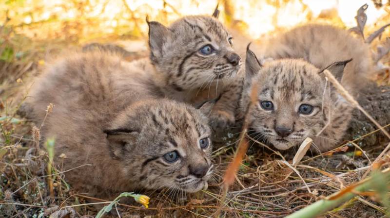 Iberian lynx comeback continues as 31 kittens born in Spanish breeding centres