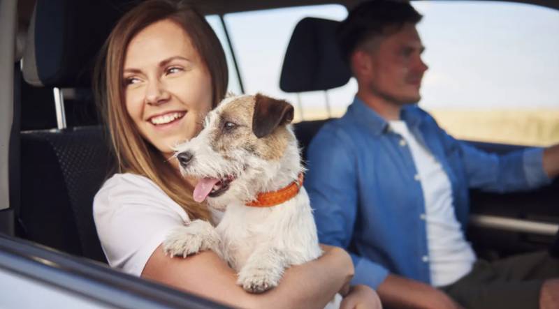 Can your dog travel in the front seat in Spain? Here's what the law actually says