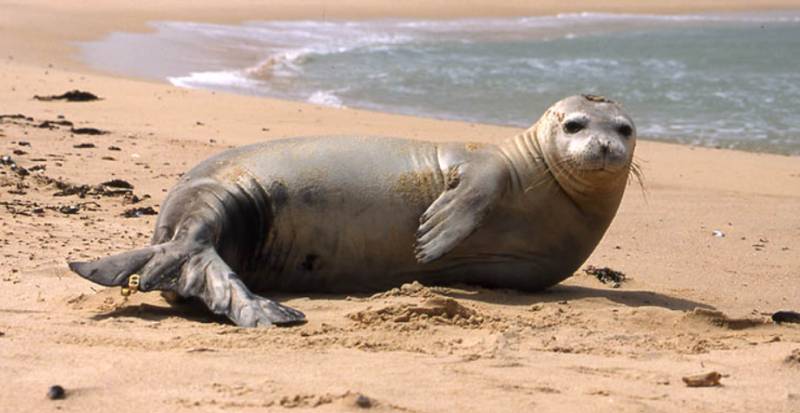 Could the Region of Murcia see the return of the monk seal after 50 years?