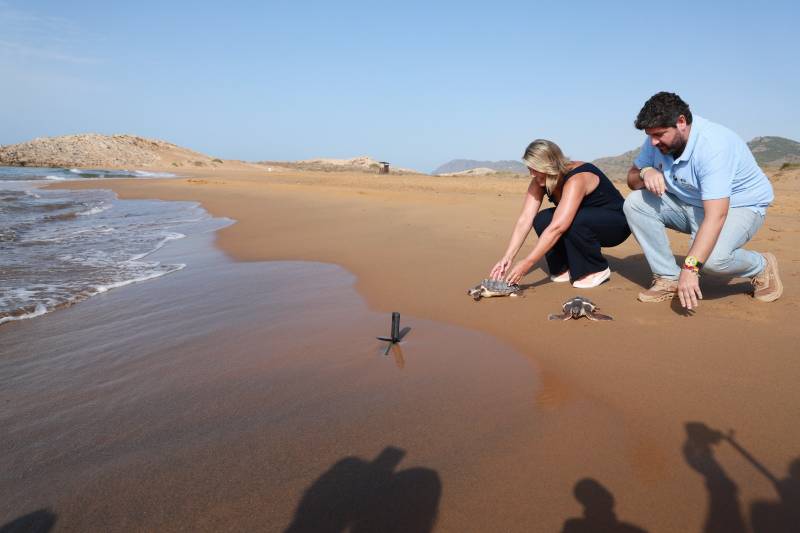 Nearly 300 loggerhead turtles returned to the sea from Murcia's coastline since 2019