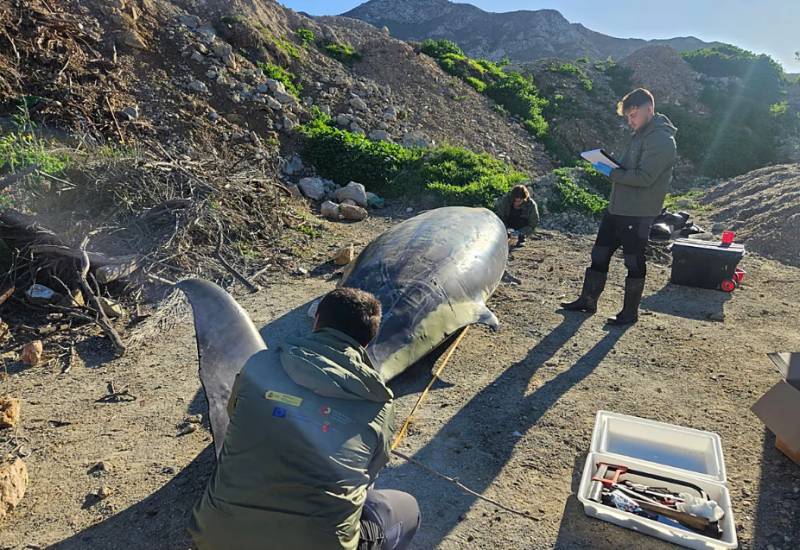 Spain investigates mystery deaths of four whales off Murcia coast