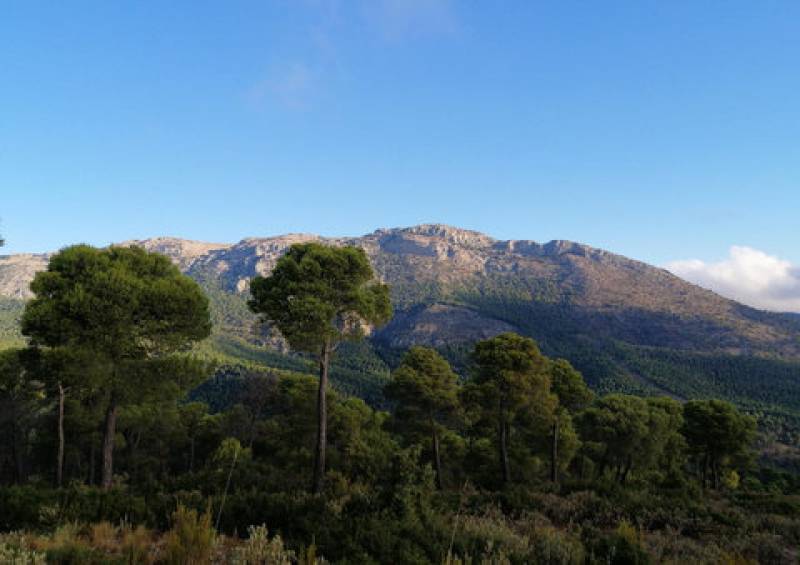 The PR-MU 59 walking route in Sierra Espuña, the Sendero de la Umbría de Peña Apartada